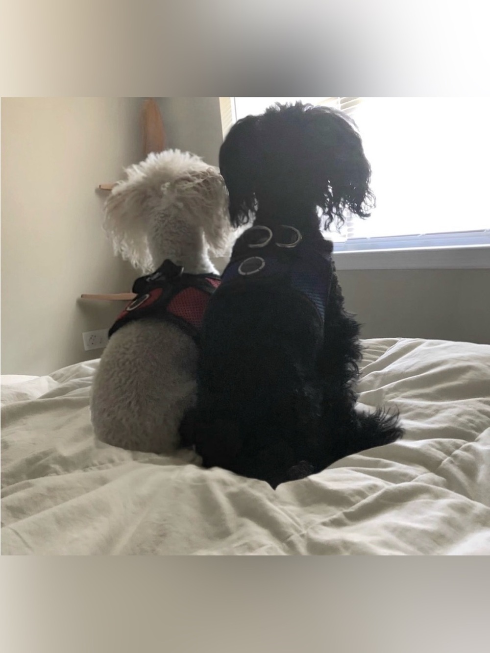 Birthday celebration flyer - Picture 11 of 13